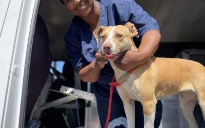 Animal Rescue Organisation: Supporting Better Lives for Animals in Need